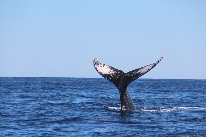 a whale jumping out of the water