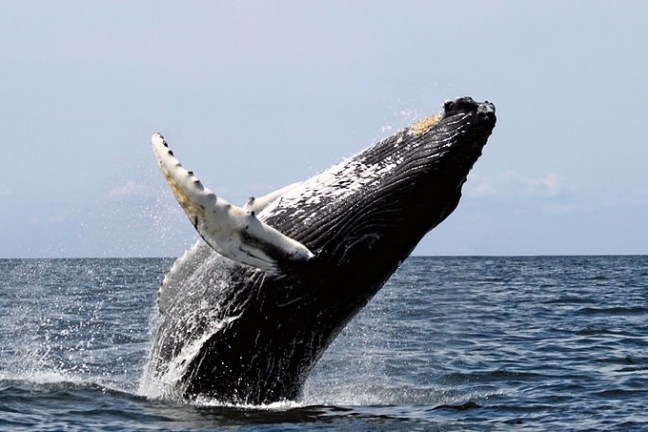 a whale jumping out of the water