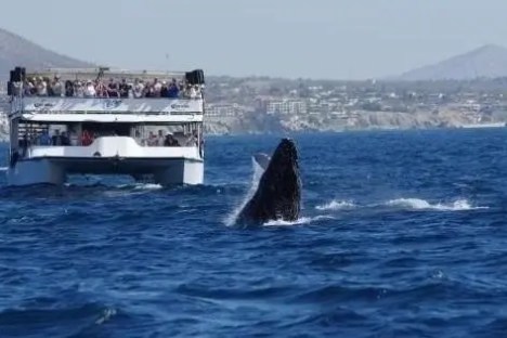 Whale breaching near a tour boat with onlookers, ocean and hills in background.