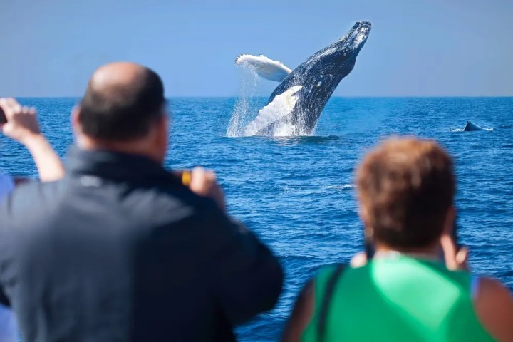 Two people watching a breaching whale in the ocean under a clear blue sky.