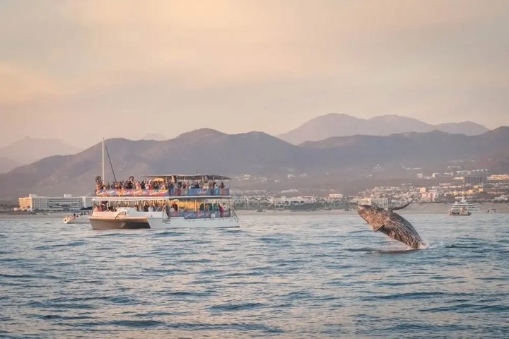 Boat with people watching a breaching whale near mountains and city shoreline.