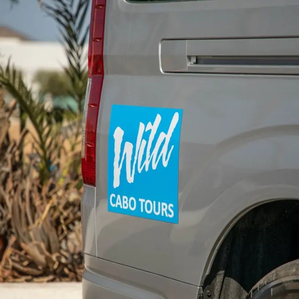 Van with 'Wild Cabo Tours' logo parked near palm trees.